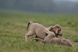 RENCONTRE ENTRE CHIENS 099